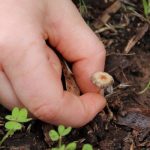 P2 tiny mushroom